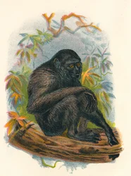 O Gibão Siamang, 1897