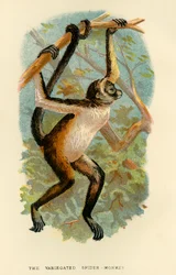 O Macaco-Aranha Variegado, 1896