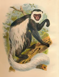 O guereza-de-cauda-branca, 1897