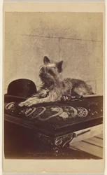[Cão deitado em otomano, junto a um chapéu derby e bengala].