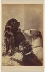 Floss, Daisy  Fairy; Cães de Barroness [sic] McClifford. Pintado pela Sra. Pointer.