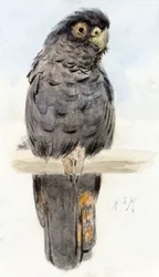 Uma cacatua-preta, c. 1890