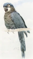 Arara azul, c.1890