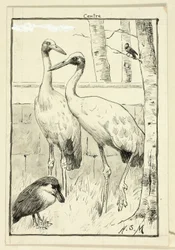 Quatro aves na paisagem