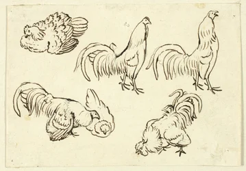 Esboços de aves de capoeira