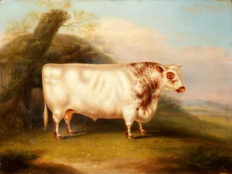 Harlsonia (touro do Shorthorn), c.1855