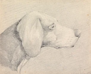 Cabeça de um foxhound, de perfil à direita