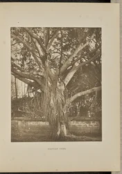 Banyan Tree, com caules jovens de Aërial