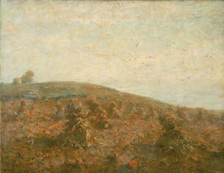O campo de milho