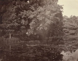 [Lago no parque, Surrey]