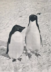 Um par de pinguins de Adélie, c1911, 1913