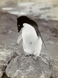 Um pinguim na Antárctida