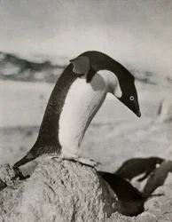 Um pinguim de Adélie prestes a mergulhar, c19101913, 1913