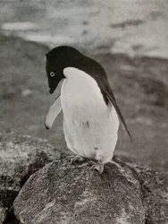Não me importo com o que acontece comigo, c19101913, 1913
