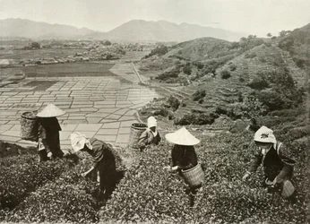 Chá nas colinas e arroz nas planícies, 1910.