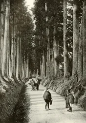 As Cryptomerias em Nikko, 1910.