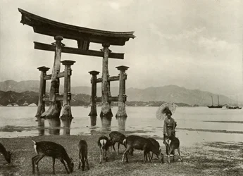 O velho Torii em Miyajima, 1910.