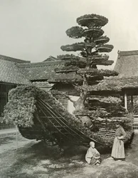 O Lixo do Pinheiro em Kinkakuji, 1910.