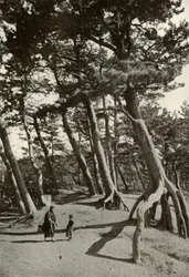Os pinheiros de Shizu-Ura, 1910.