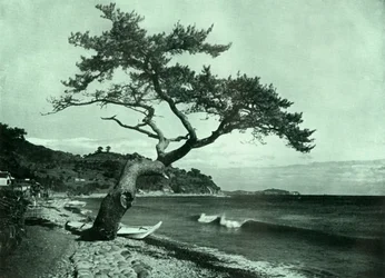A Árvore e a Onda, 1910.