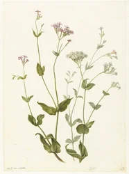 Bexiga Senna e Sticky Catchfly Rode en witte Viscaria de pekanjer