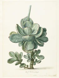 Planta suculenta (Cotyledon orbiculata?)