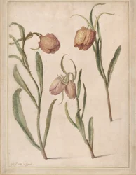 Estudo de Três Fritillaries, 1683.