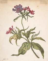 Estudo de uma mosca vermelha Lychnis hirsuta, 1680.