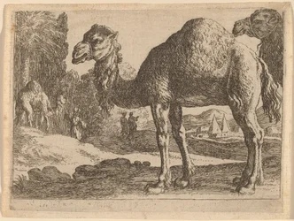 Camelos