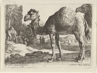camelos Paisagens com animais (título da série)