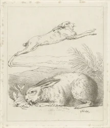 Lebre e coelho