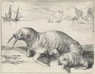 Morsa perto de Spitsbergen