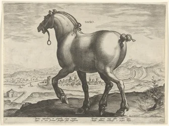 Cavalo da Saxônia Saxo (título no objeto) Raças de Cavalos dos Estábulos Reais de Don Juan da Áustria (título da série) Equile Ioannis Austriaci Caroli (título da série)