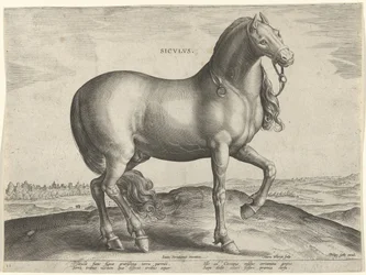 Cavalo da Sicília (Siculus)
Sicvlvs (título sobre o objecto)
Raças de cavalos dos estábulos reais de Don Juan da Áustria (título da série)
Equile Ioannis Austriaci Caroli (título da série)
