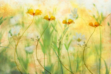 Flores de verão sonhadoras
