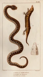 Aesping ou Red Vipere, Skink das farmácias, a sua cabeça vista acima". Fauna des Mdecins ou histoire des animaux et de leurs produits par Hippolyte Cloquet" - Volume 6 - 1825.