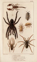 Amardille das lojas, o Sascopte da sarna, a Tarantula, o Araignee dos scaves, o Mygale, o Scorpio.