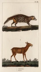 Civet e Musk. Fauna des Mdecins ou histoire des animaux et de leurs produits par Hippolyte Cloquet" - Volume 6 - 1825.