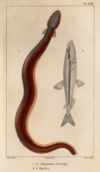 Gymnonote Elétrico e Smelt.” Fauna des Mdecins ou história dos animais e seus produtos por Hippolyte Cloquet” - Volume 6 - 1825.