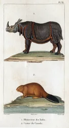 Rinoceronte da Índia e castor canadense. Fauna des Médecins ou história dos animais e seus produtos por Hippolyte Cloquet” - Volume 6 - 1825.