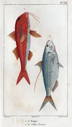 O Rouget e o Caillou-Tassart (Caillou Tassart). Em “”Fauna des Medecins ou história dos animais e seus produtos por Hippolyte Cloquet”” - Volume 6 - 1825.