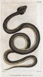 Representação do Trigonocéfalo - Ponta de lança: réptil. Prato de “" Fauna dos médicos ou história dos animais e seus produtos”