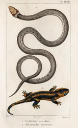 The Collared Snake, Land Salamander. Fauna des Médecins ou histoire des animaux et de leurs produits par Hippolyte Cloquet" - Volume 6 - 1825.