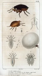 O Chique Comum, o Pou.” Fauna des Médecins ou história dos animais e seus produtos por Hippolyte Cloquet” - Volume 6 - 1825.