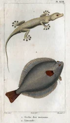 O Gecko das Casas e Limand. Placa retirada de "Fauna da Física ou História dos Animais e seus Produtos" por Hippolyte Cloquet