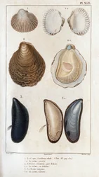 O casco, a mesma abertura, a ostra comum, a mesma abertura, o molde vulgar, a mesma abertura". Fauna dos médicos ou história dos animais e seus produtos por Hippolyte Cloquet" - "O Casco, o mesmo aberto, o mesmo aberto, o molde vulgar, o mesmo aberto".