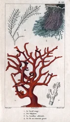 O Coral Vermelho, os seus Polypiers, o Coralline officinale, um dos ramos grosseiros. in "Fauna das Docas ou História dos Animais e seus Produtos por Hippolyte Cloquet" - Volume 6 - 1825.