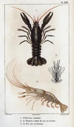 O lagostim comum, o Palemon viu dentes ou camarão, a sua cabeça vista abaixo". Fauna des Mdecins ou histoire des animaux et de leurs produits par Hippolyte Cloquet" - Volume 6 - 1825.