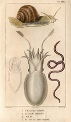 O caracol comum, o choco comum, seu osso, a minhoca comum.in “” Fauna das Docas ou história dos animais e seus produtos por Hippolyte Cloquet””” - Volume 6 - 1825.