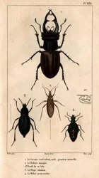A clarabóia de pipa macho, tamanho natural, a máscara Reduve, os blaps comuns, o proscarabee Meloe em “” Fauna dos médicos ou história dos animais e seus produtos por Hippolyte Cloquet”” - Volume 6 - 1825.